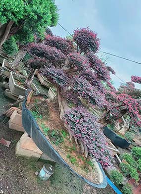 地景红花檵木