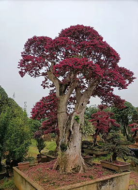 红花檵木